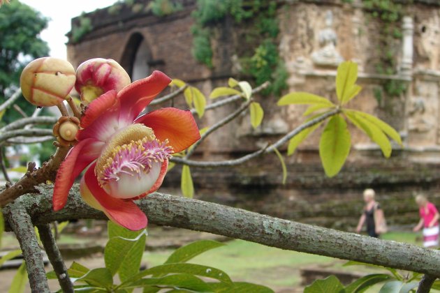 Bloemenpracht op tempelcomplex in Chiang Mai