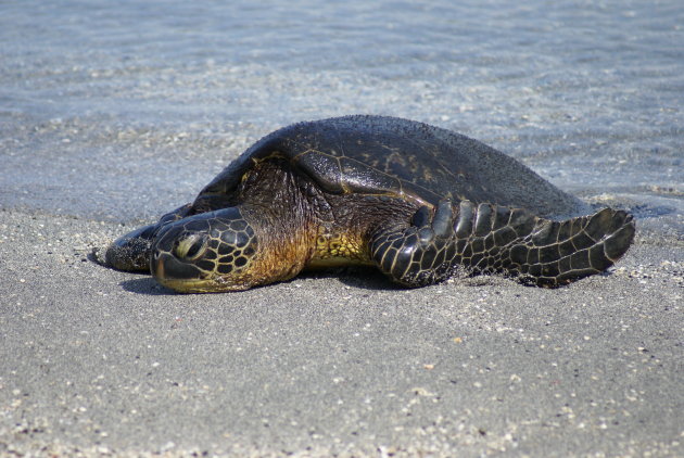 Hawaiian green sea turtle