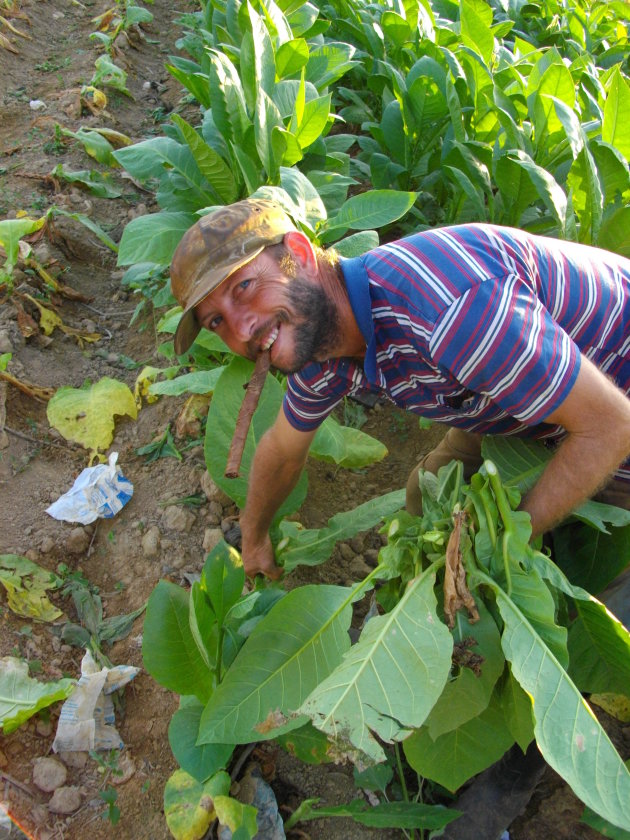 Een vriendelijk tabaksplukker in de vallei van Vinales (West Cuba)