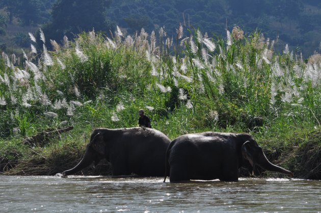 Olifanten in hun natuurlijke omgeving