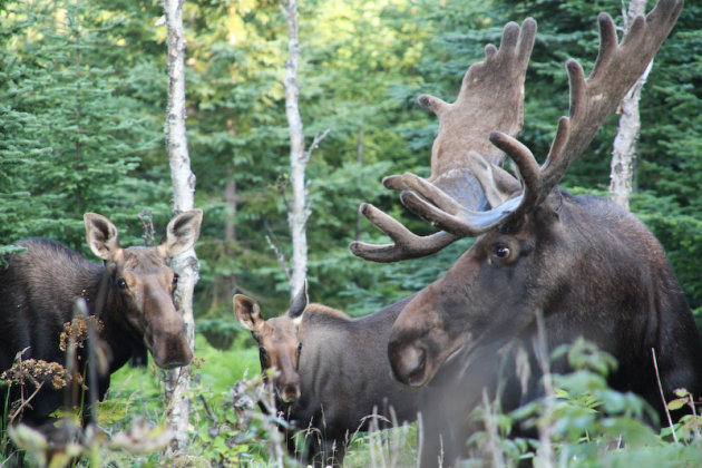 Familie-Moos