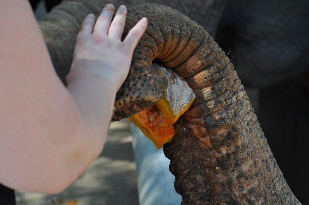 Olifant met de hand voeren