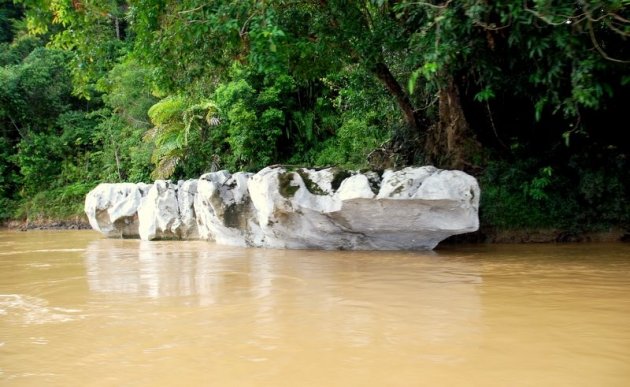 KRIJTROTSEN VAN BORNEO.