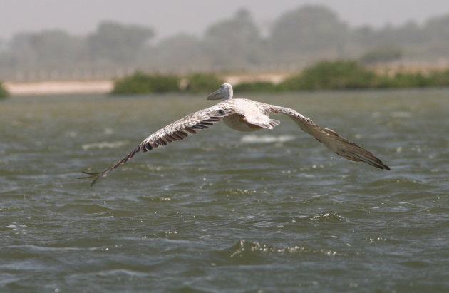 Pelikaan boven water