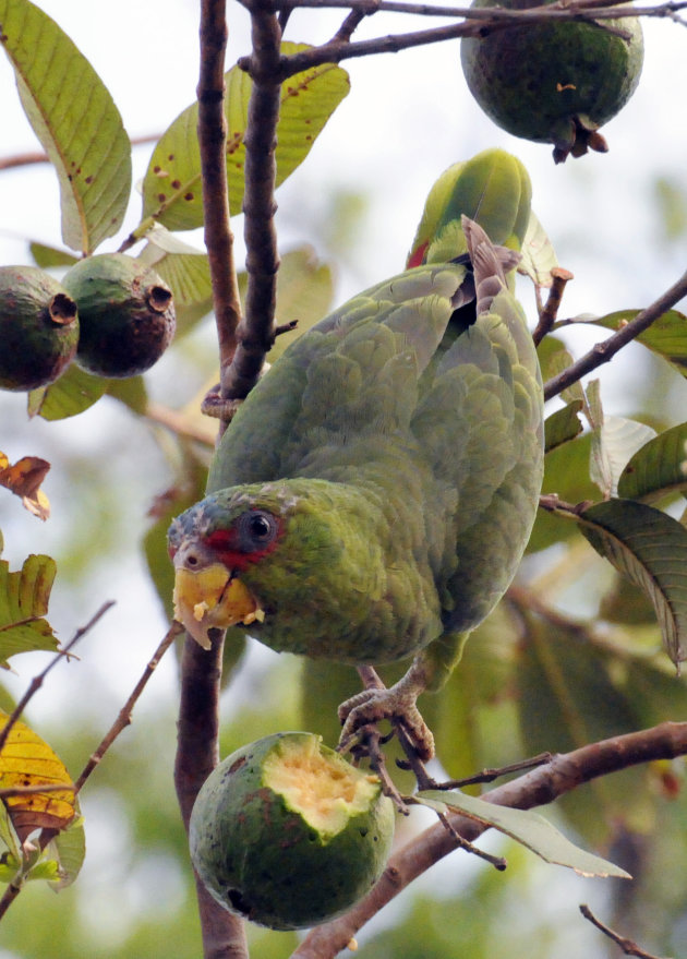 Red Crowned Parrot  bij Rincon de la Vieja