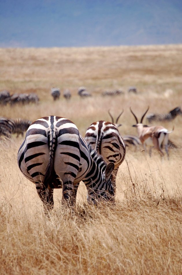 Zebra in de Ngorongoro krater.