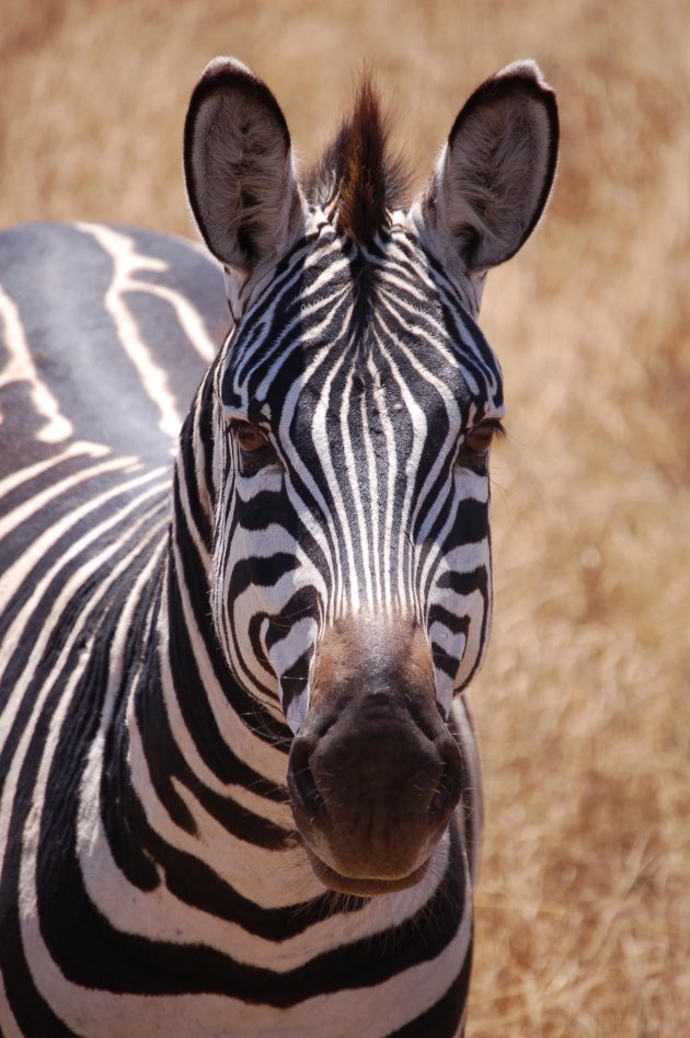 Portret van een zebra 