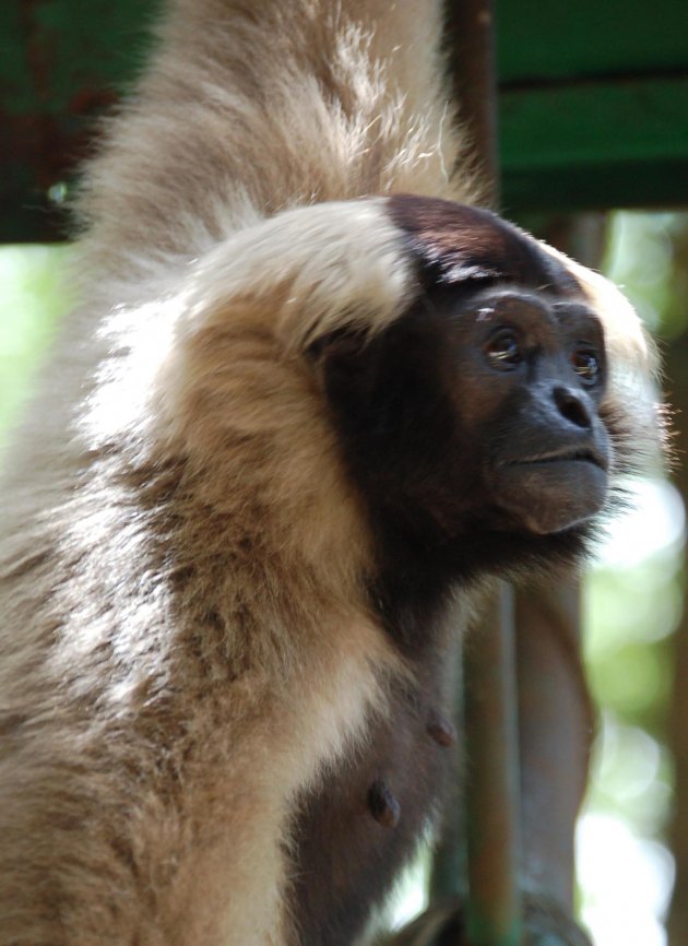 Gibbons in Nong Nooch Village in Thailand