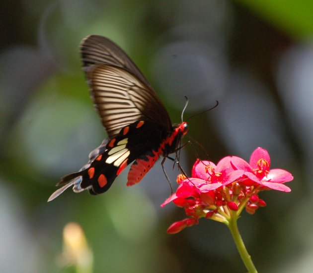 Vlinders in de botanische tuinen Nong Nooch Village