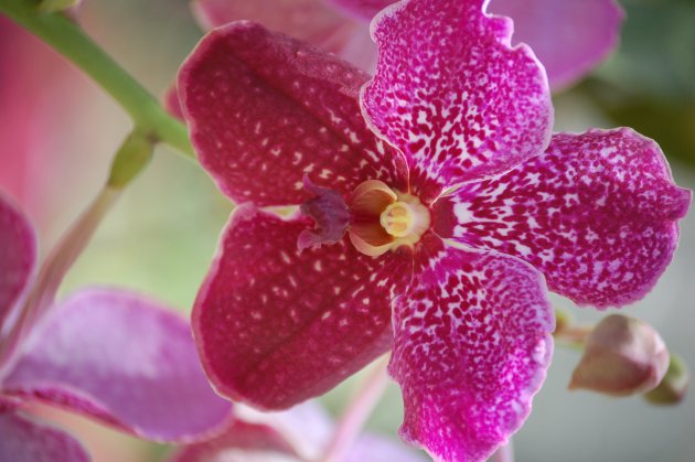 Orchideeensoort uit de botanische tuinen van Nong Nooch Village