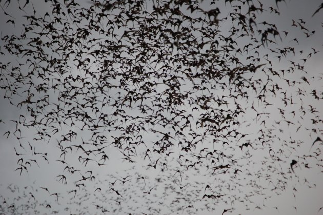 Tienduizende vleermuizen verlaten de grotten. Khao Yai National Park