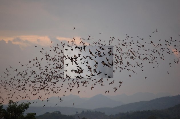 Vleermuizen op weg naar voedsel.