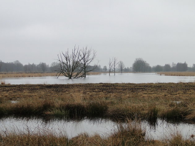 Het laaste stukje hoogveen in Nederland