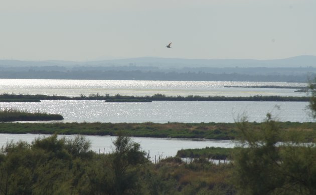 Le Camargue