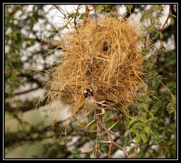 White- browed Sparrow-Weaver