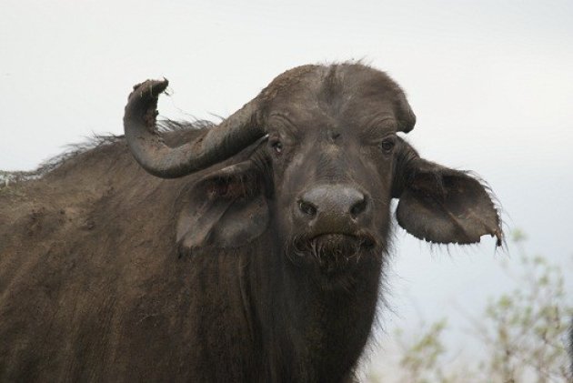 Eenhoorn buffel.