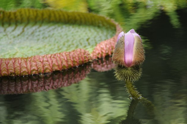 Victoria Amazonica, Pamplemousses