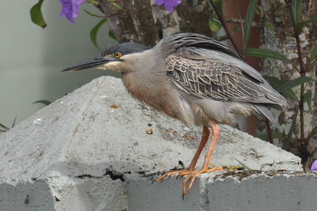 ander soort reiger