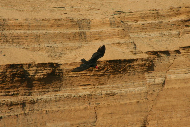 Kalkoengier in Paracas