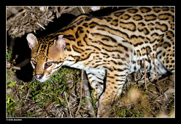 Ocelot