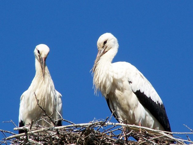 Stork dorpen