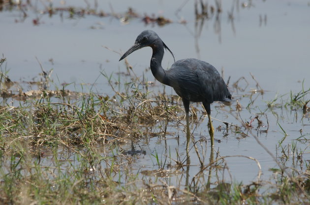 Slaty Egret