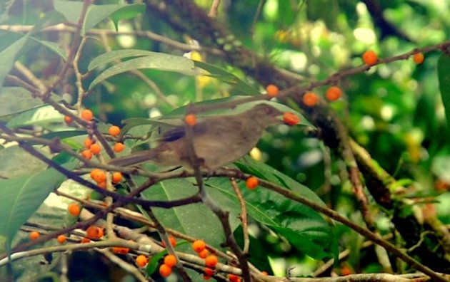 SHE LOVES ORANGE BERRIES