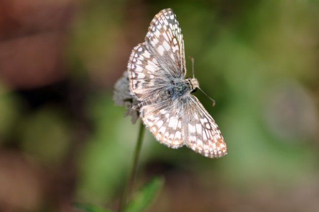 Vlinder in Rincon met open vleugels