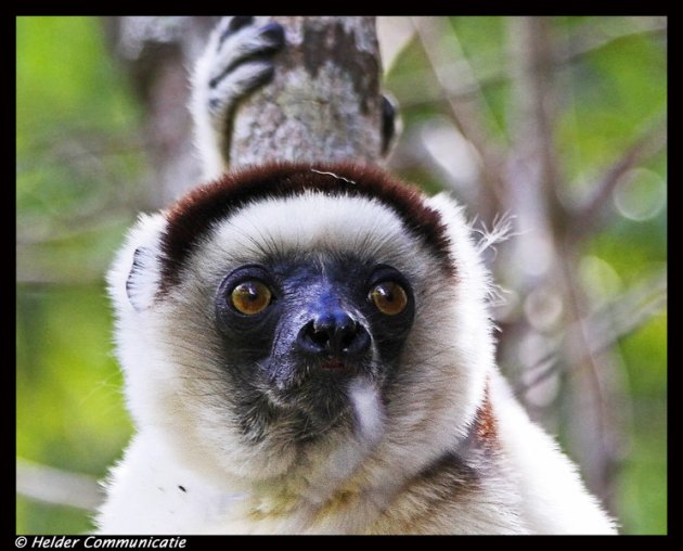 Sifaka