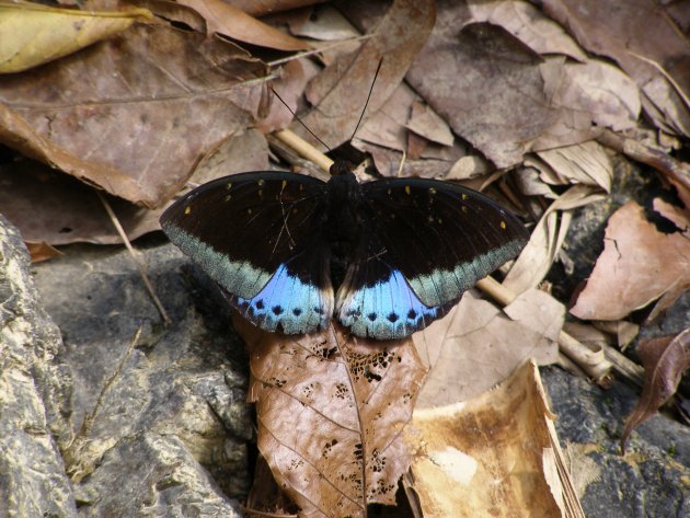 Mooie blauw-zwarte vlinder.