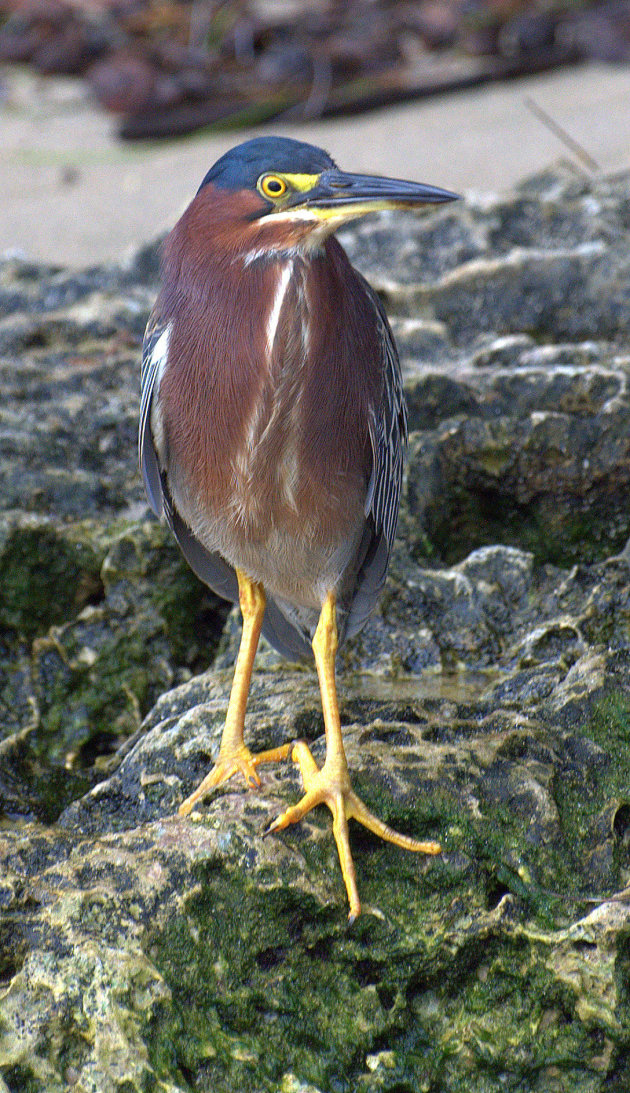 kreek bij paramaribo