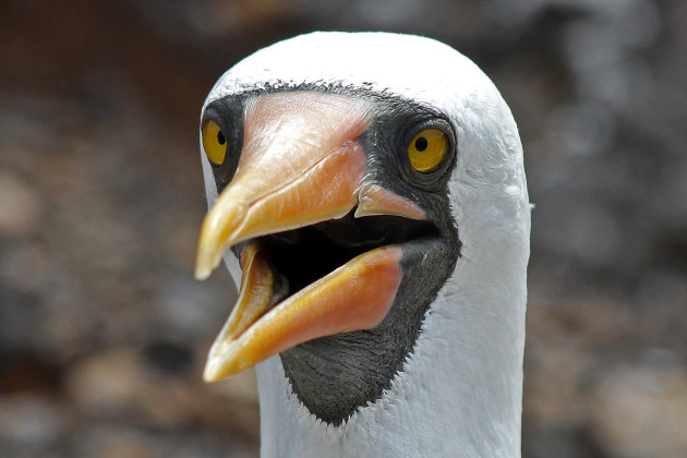 Masked boobie