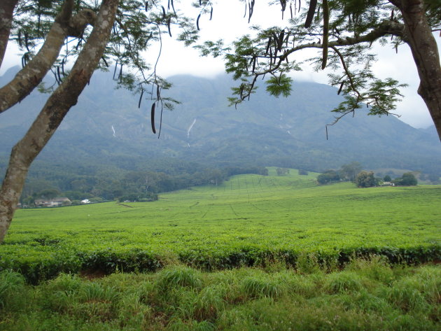 Theevelden aan de voet van Mulanje Mountain