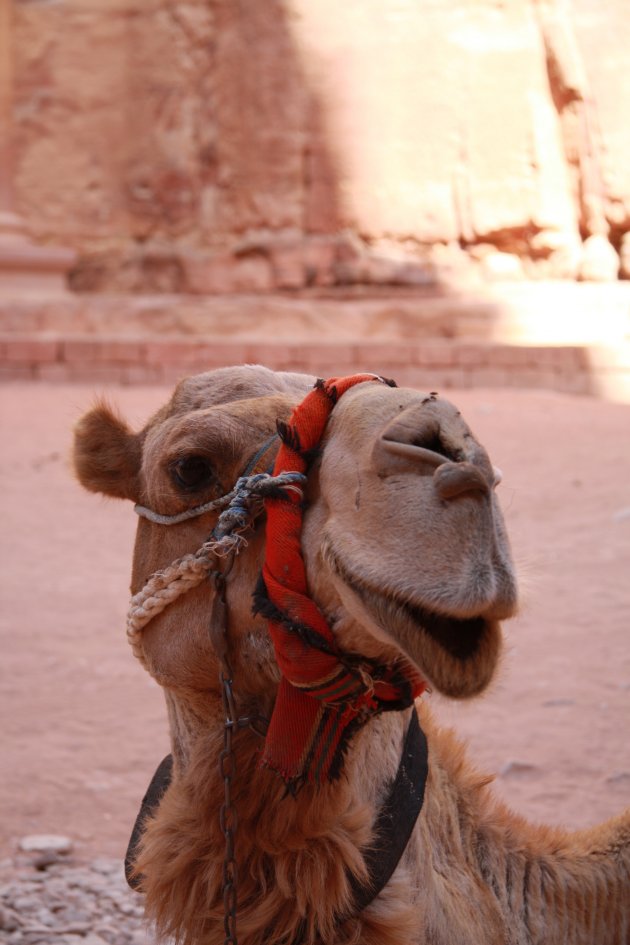 Lach een naar het vogeltje, Dromedaris in Petra, JordaniÃƒÂ«