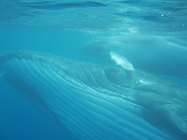 Snorkelen met walvissen