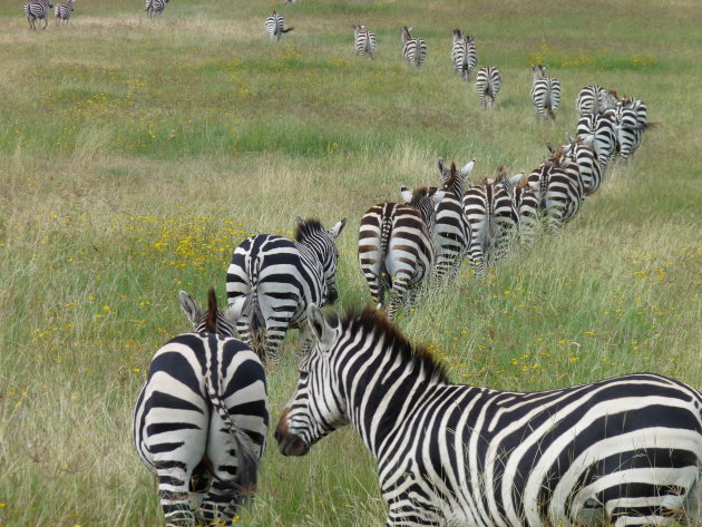Rij zebra in Ngorongoro Crater Tanzania