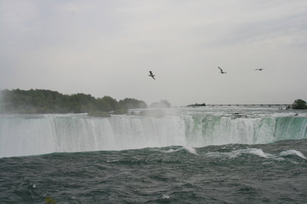 Meeuwen en Niagra