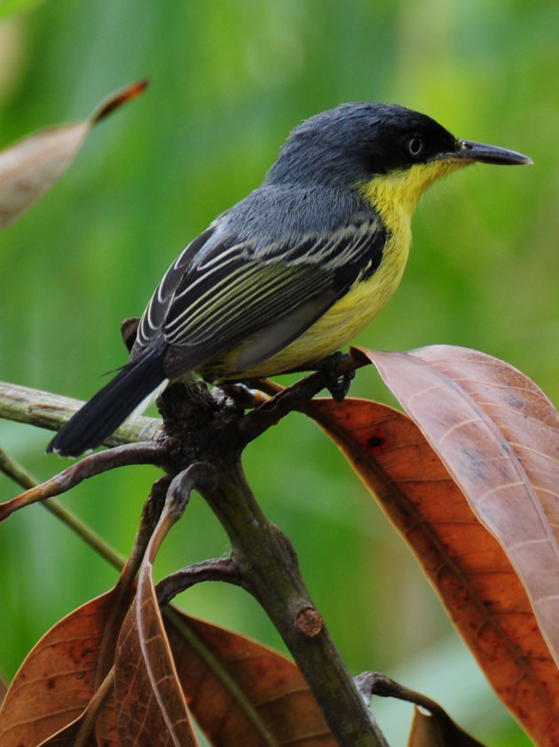 Familie van de winterkoninkjes in hartje Paramaribo