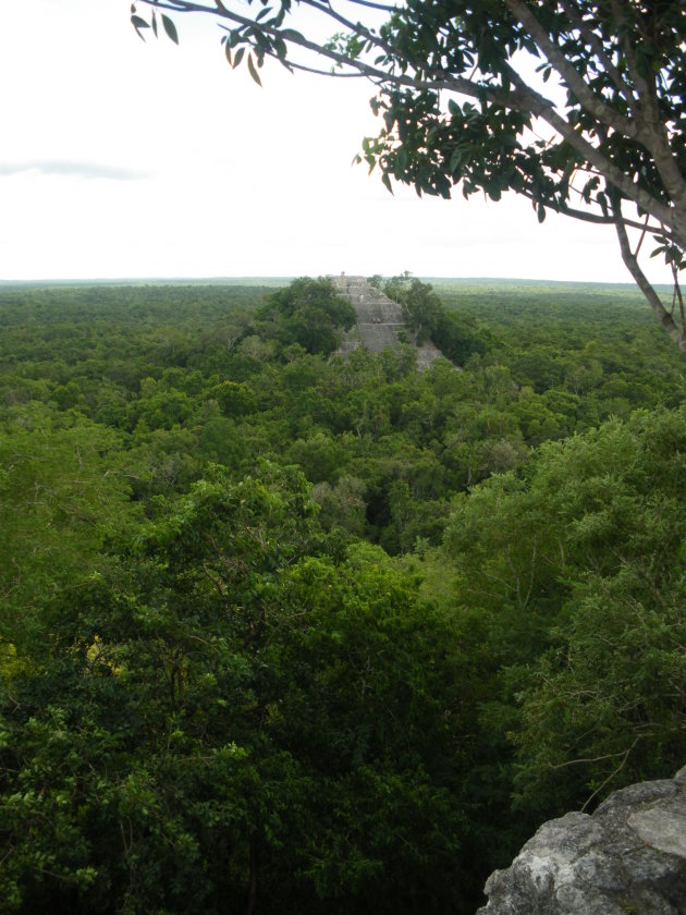 Uitzicht vanaf één van de piramides in Calacmul