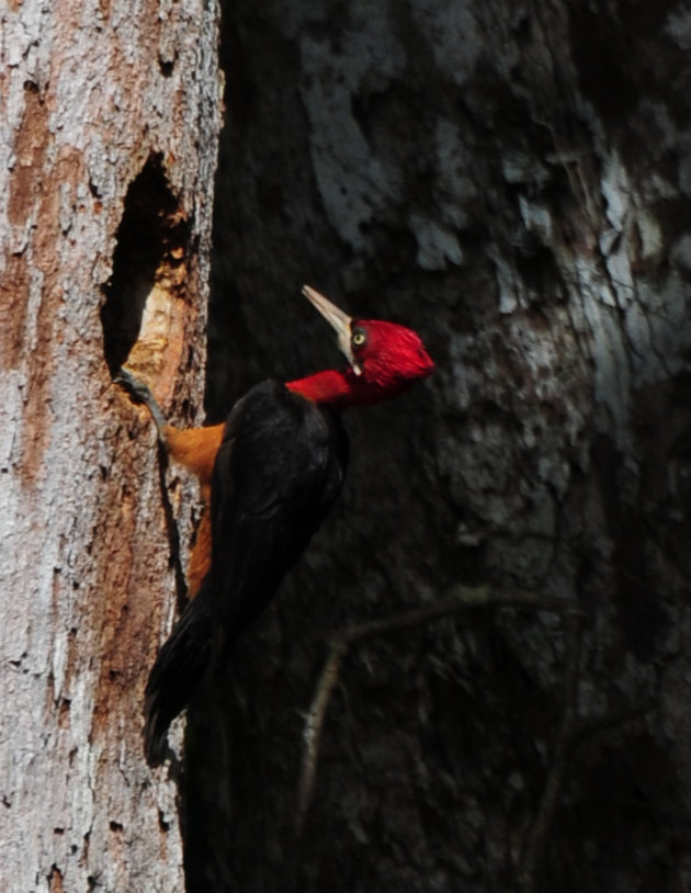 Specht bezi met zijn nest. Kabalebo Suriname