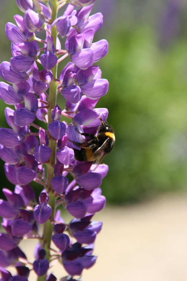 Hommel op paarse bloem