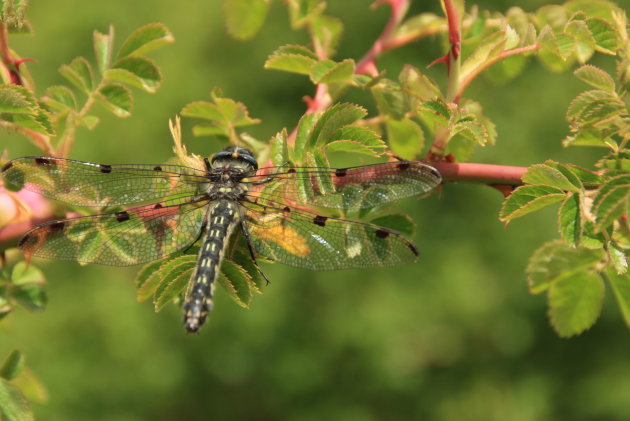 Argentijnse Libelle