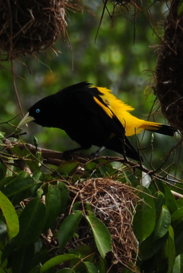 Ponpon of Kuif oropendola bij de jodensavanne  in Suriname