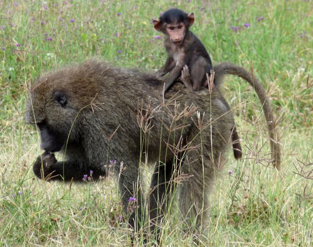 Nieuwsgierige baby baviaan op de rug bij zijn moeder