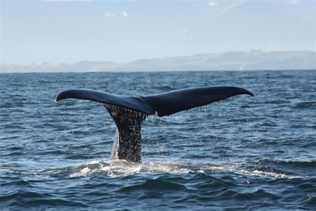 Spermwhale tijdens het whale watchen 