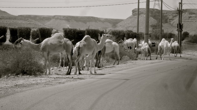 Camels in de achtertuin :)