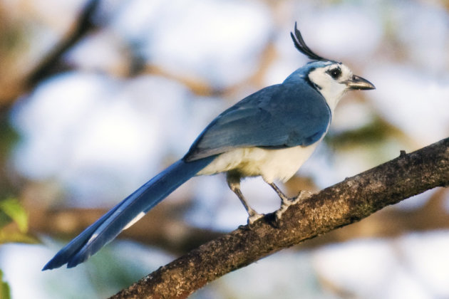 Magpie-Jay