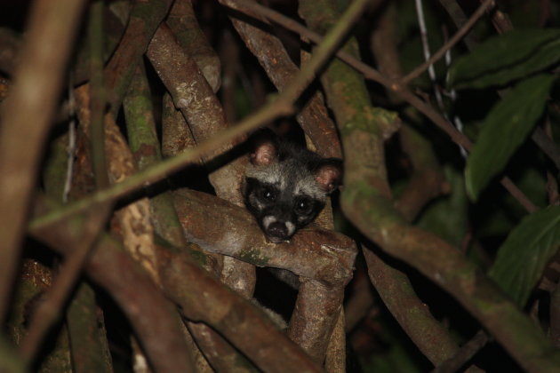 Asian Palm Civet Cat