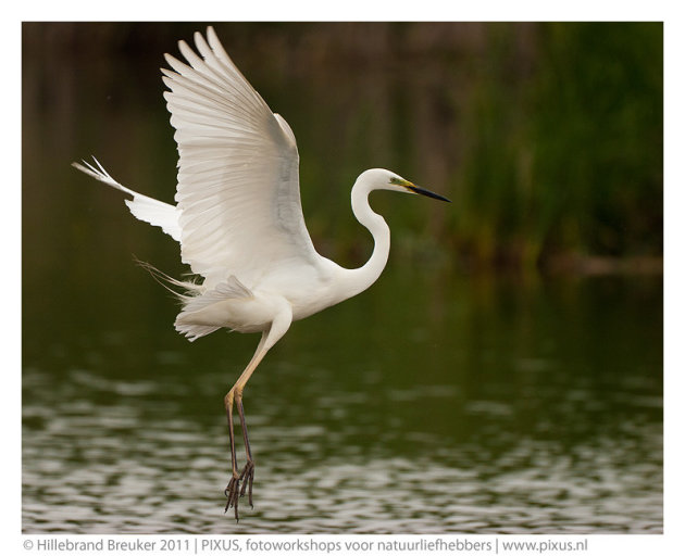 Grote zilverreiger