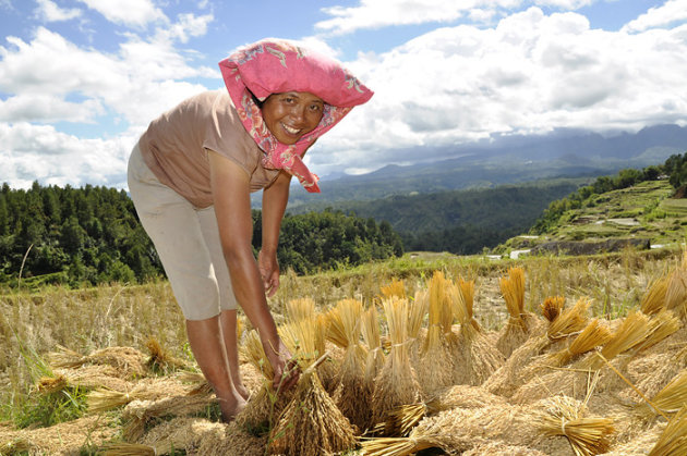 Vrouw aan het werk op de rijstvelden